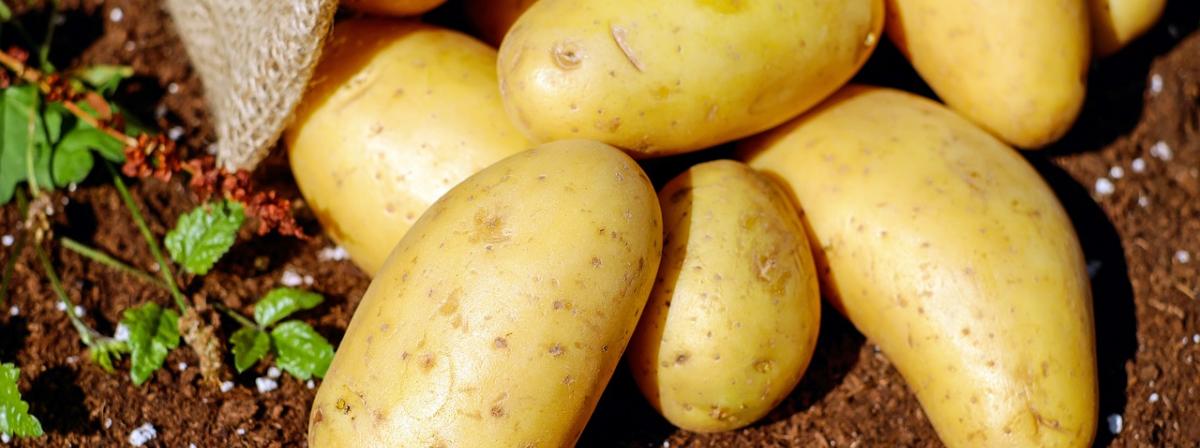 Kartoffelpresse Vergleich