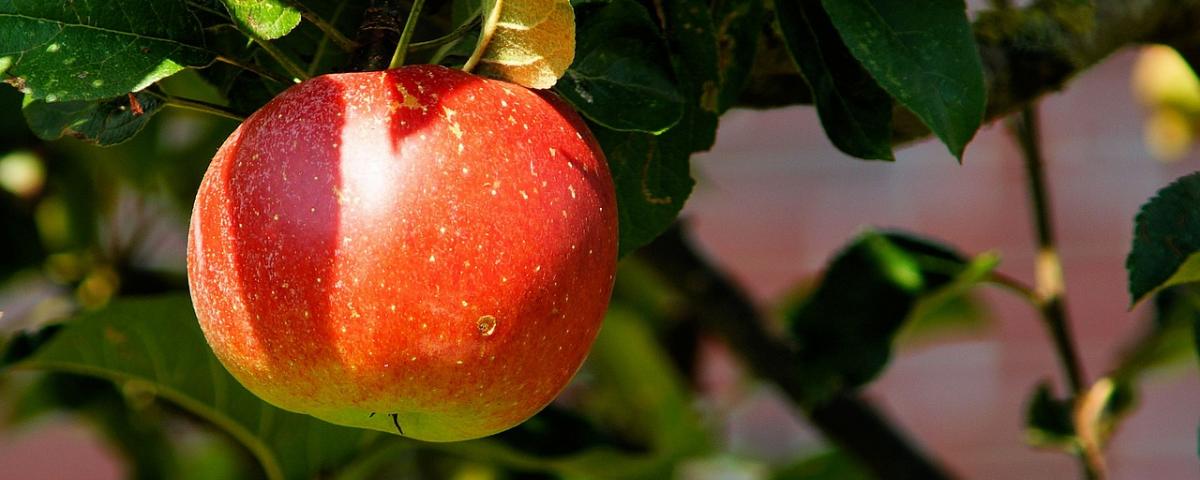 Apfelentkerner Vergleich