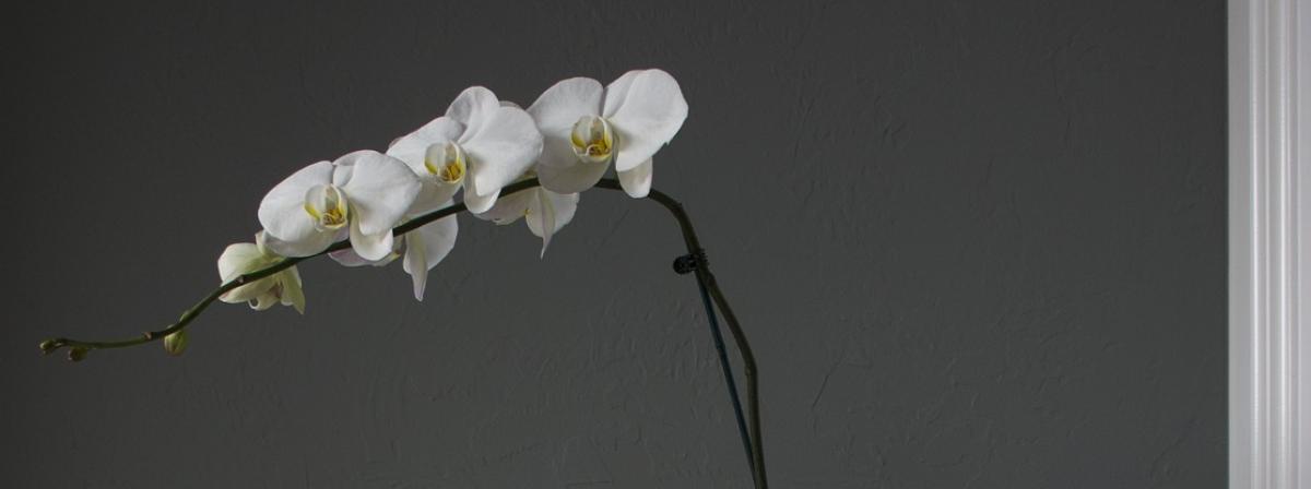 Orchideendünger Ratgeber