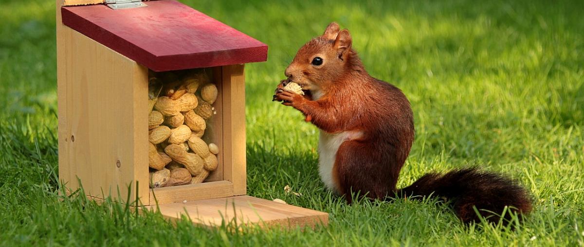 Eichhörnchen Futterstation Vergleich