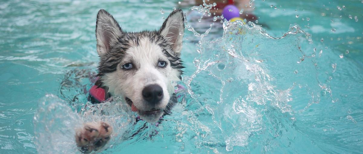 Hunde Schwimmweste Vergleich