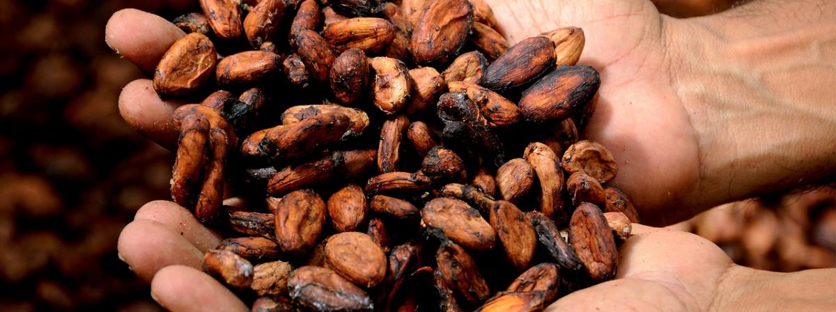 Kakaobohnen Vergleich