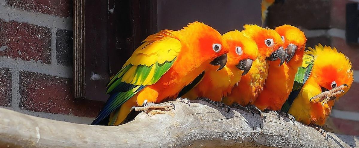 Papageienfutter Ratgeber
