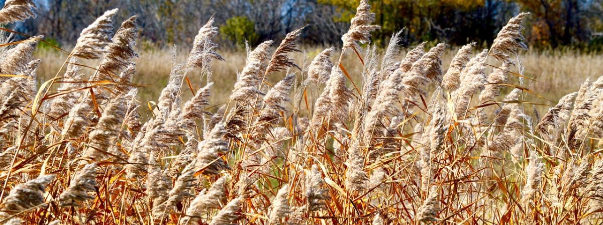 Weizengraspulver Vergleich