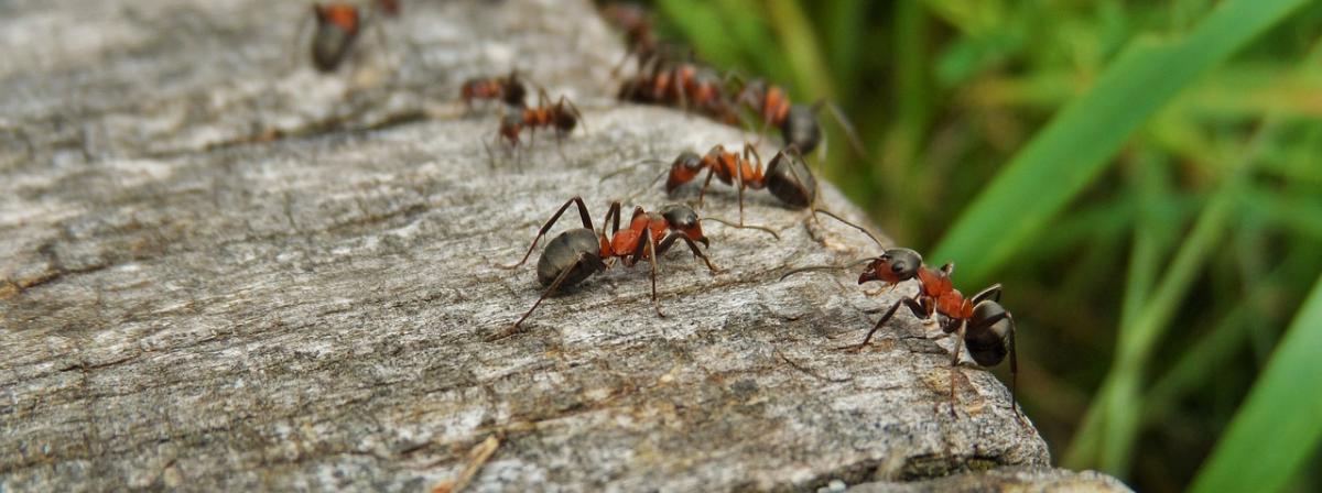 Ameisen-Köder Vergleich