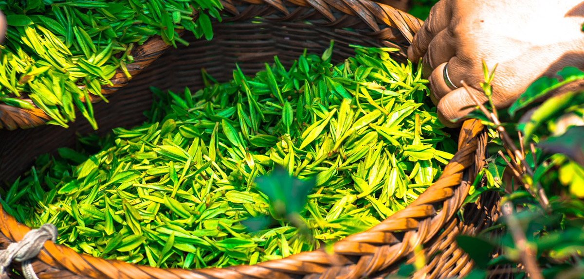 Grüner Tee Blätter. Grüner Tee Kapseln im Vergleich.