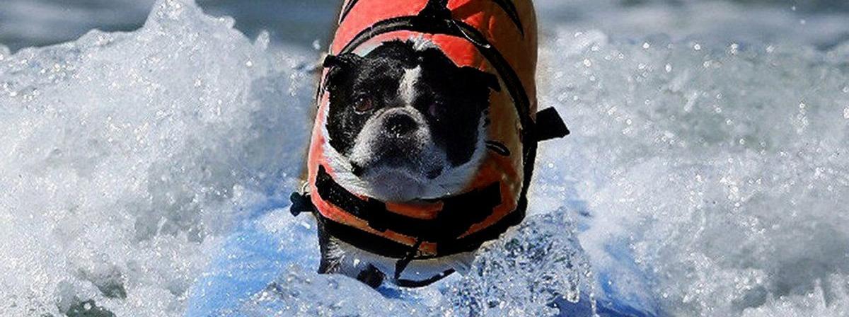 Hunde Schwimmhilfe Vergleich