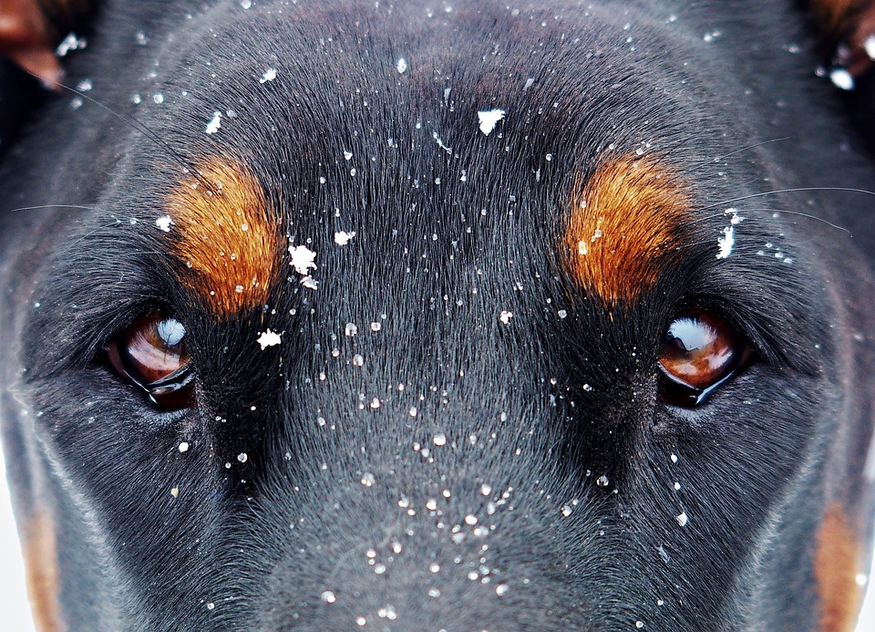 Hunde Augenpflege Tipps: Schauen sie sich die Testsieger bei Stiftung Warentest, Ökotest, ETM-Magazin & Co an.
