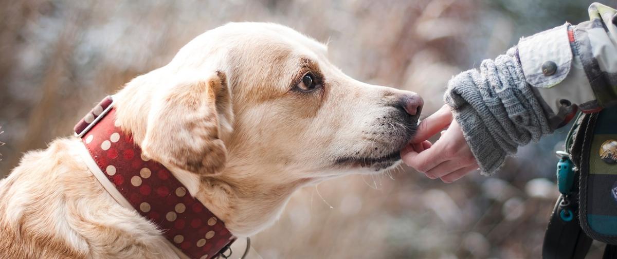 Hunde Gelenk- und Knochenschutz Tipps