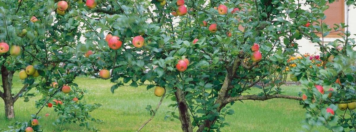 Apfelbaum Vergleich