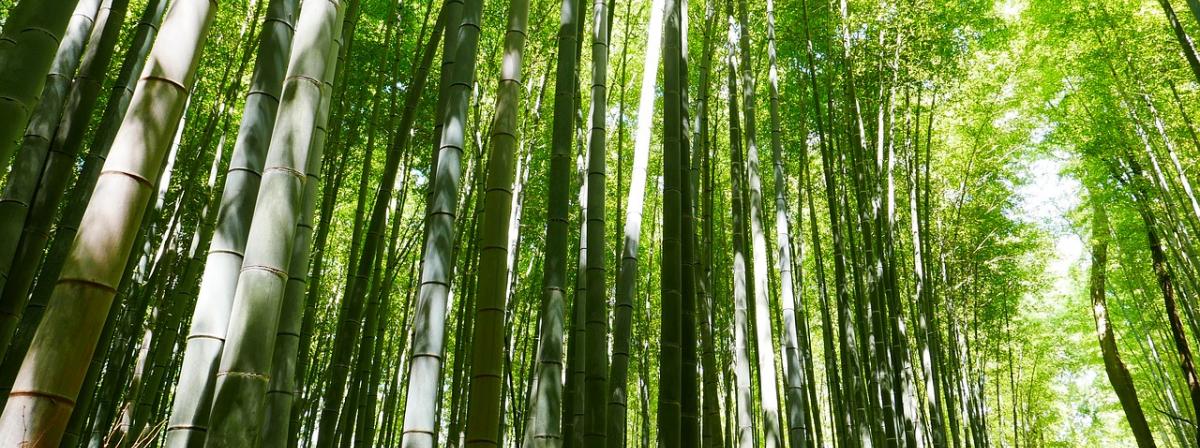 Bambusrollo Ratgeber