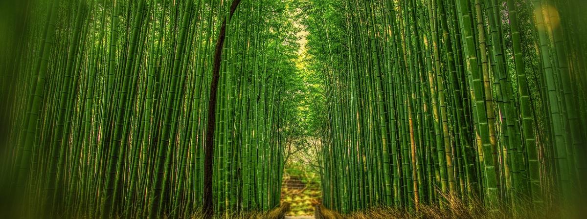 Bambusvorhang Ratgeber