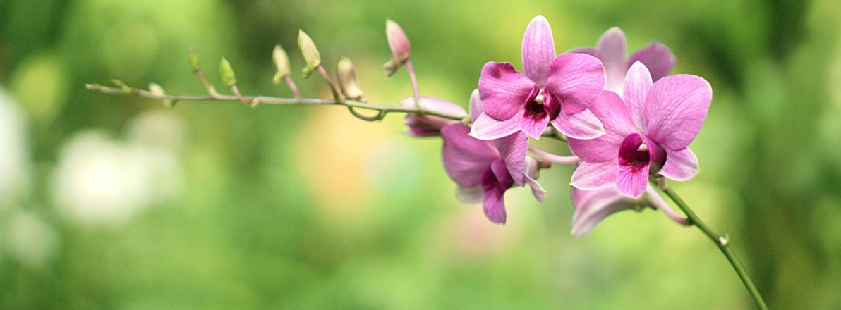 Orchideenerde Ratgeber