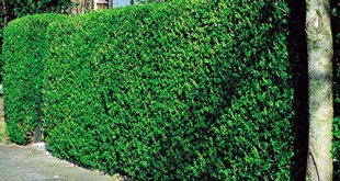 Hecke Bestseller
