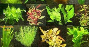 Aquarium Wasserpflanze Bestseller