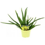 Aloe Vera Pflanze Bestseller